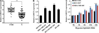 LncRNA GHET1 Promotes Hypoxia-Induced Glycolysis, Proliferation, and Invasion in Triple-Negative Breast Cancer Through the Hippo/YAP Signaling Pathway